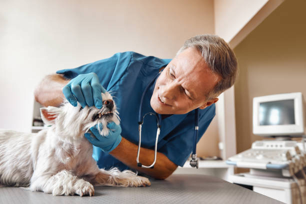 Best Weekend Emergency Dentist in Crivitz, WI
